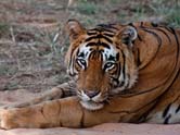 tigre