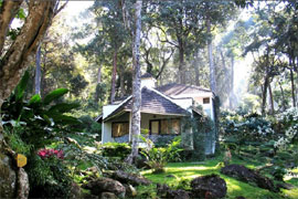 Tall Trees à Munnar hôtel