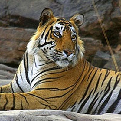 tigre parc de Ranthambore